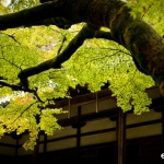 kokedera-008