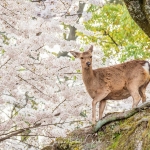 02-miyajima-japan-photo-guide-023