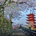 02-miyajima-japan-photo-guide-027-1