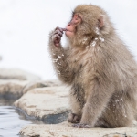 japanphotoguide-japanese-snow-monkeys_0061