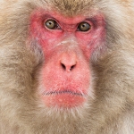 japanphotoguide-japanese-snow-monkeys_0064