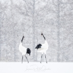japanphotoguide-red-crowned-cranes_0048