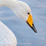 japanphotoguide-whooper-swans_0005