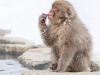 japanphotoguide-japanese-snow-monkeys_0061