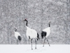japanphotoguide-red-crowned-cranes_0046