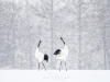 japanphotoguide-red-crowned-cranes_0048