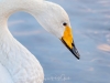 japanphotoguide-whooper-swans_0005