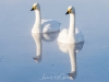 japanphotoguide-whooper-swans_0007