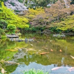 003-Tokyo-Cherry-Blossom