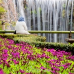 007-Tokyo-Cherry-Blossom