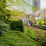 009-Tokyo-Cherry-Blossom