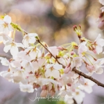 011-Tokyo-Cherry-Blossom