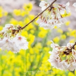 012-Tokyo-Cherry-Blossom