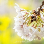 015-Tokyo-Cherry-Blossom