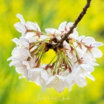 017-Tokyo-Cherry-Blossom