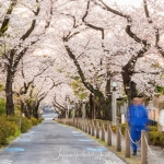 021-Tokyo-Cherry-Blossom