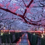 Japan-Cherry-Blossom-53-L