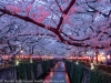 Japan-Cherry-Blossom-53-L