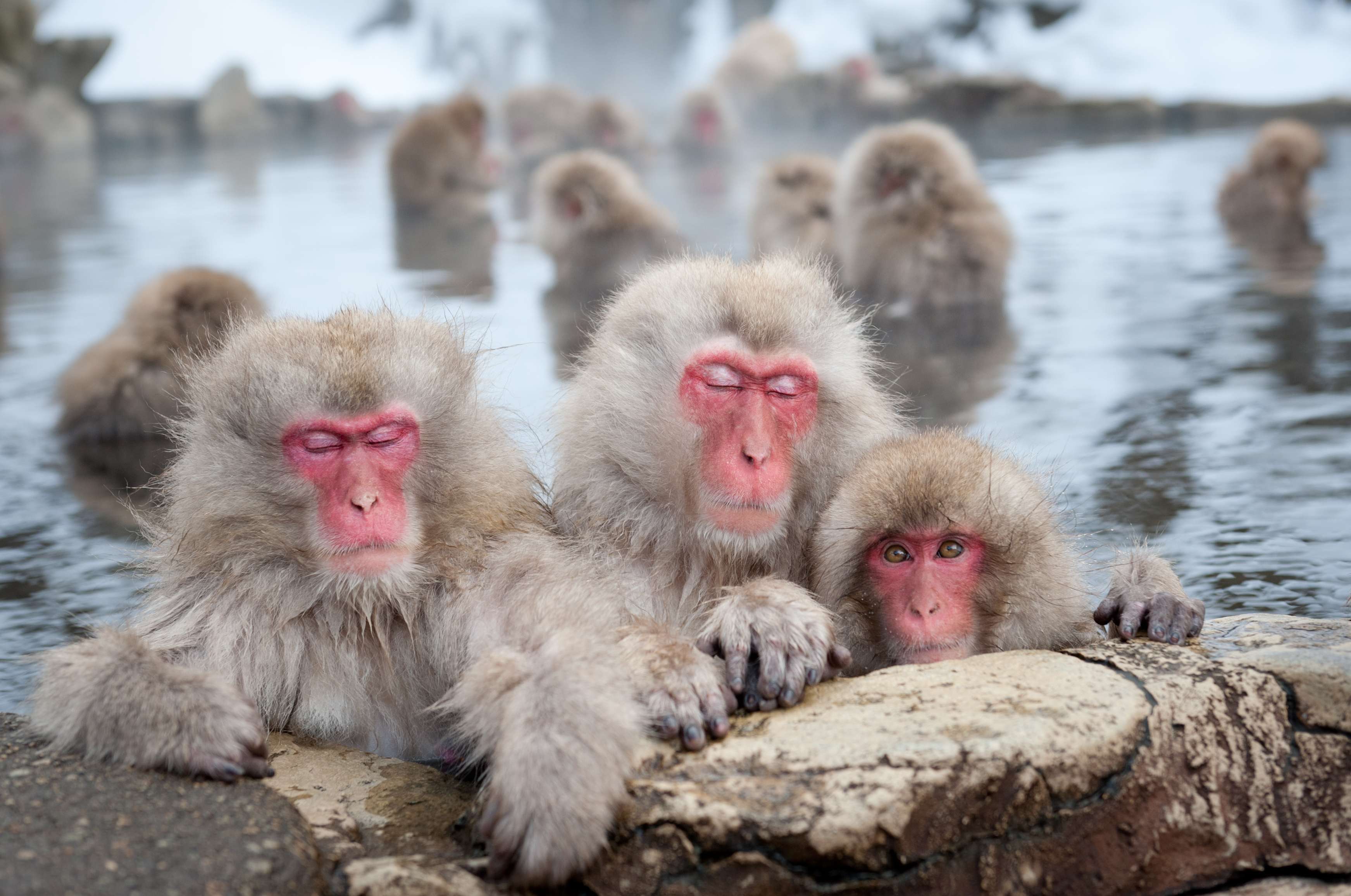 Группа обезьяны в теплой воде слушать. Парк Джигокудани Япония. Парк обезьян Джигокудани парк. Парк снежных обезьян Дзигокудани. Снежные обезьяны в горячих источниках в Японии.
