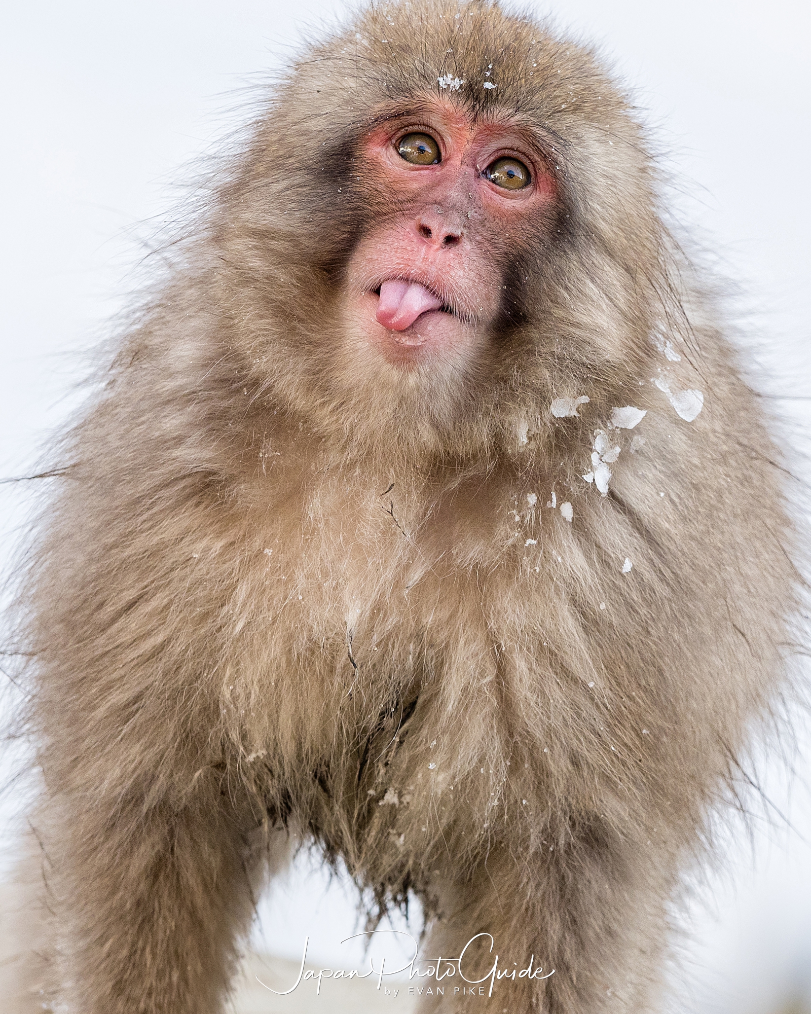 japan snow monkey photo tour