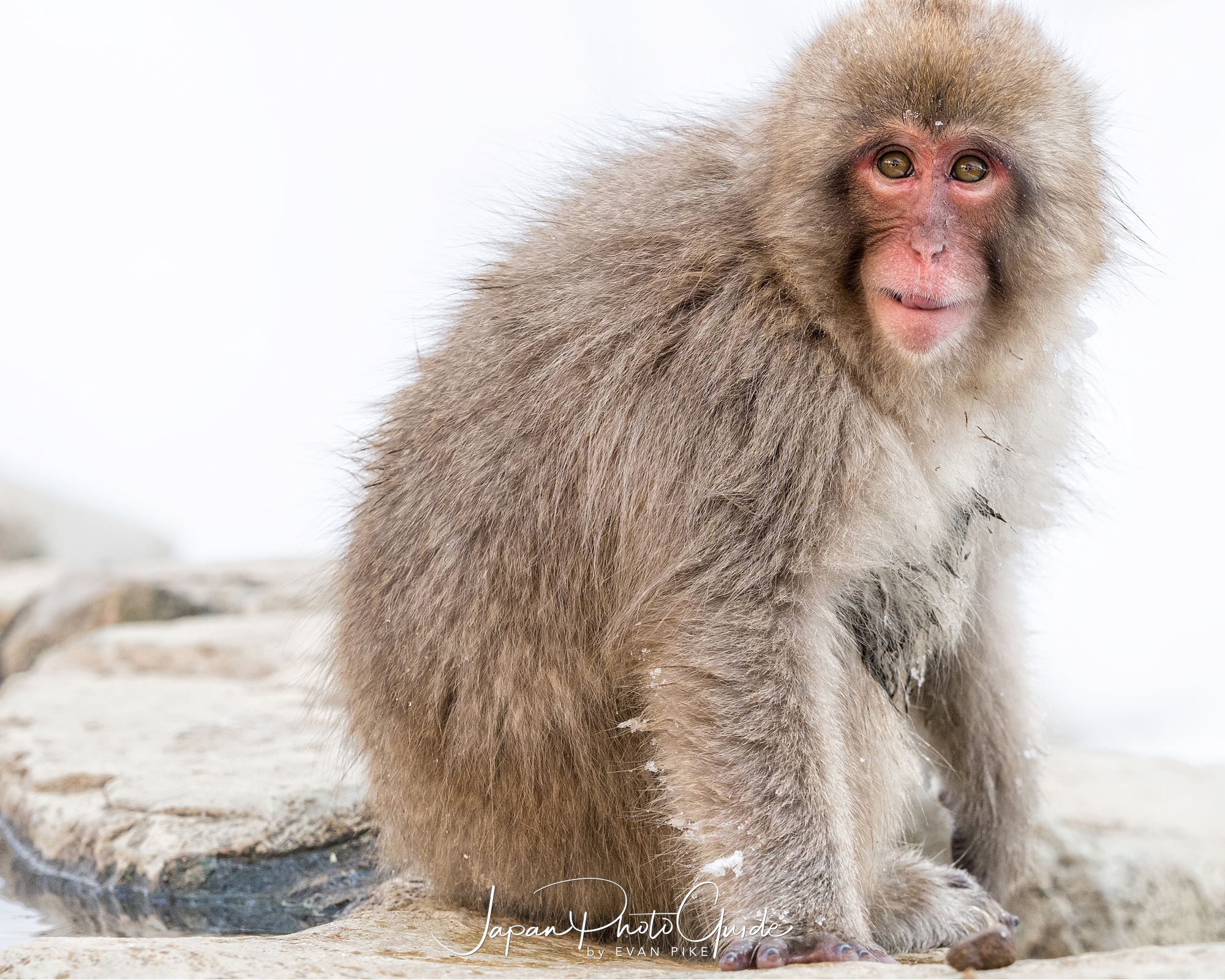 japan snow monkey photo tour