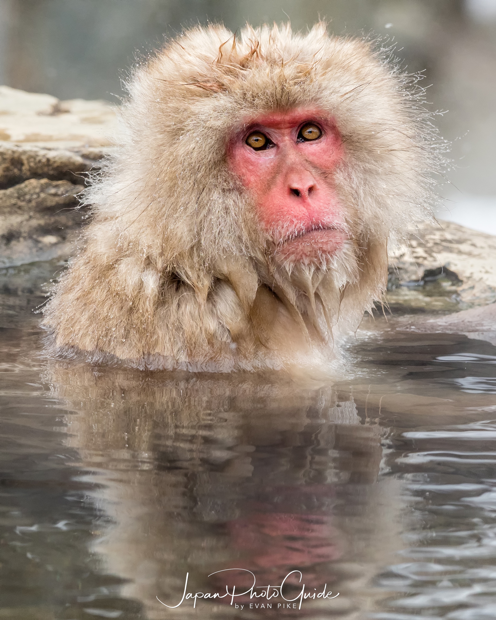 japan snow monkey photo tour