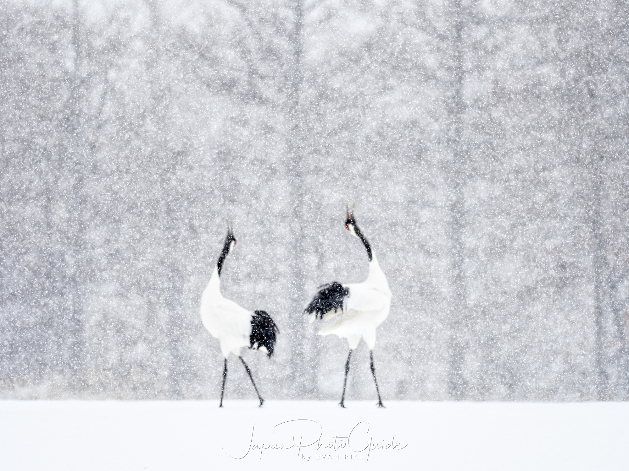 2018 Winter Wildlife Tour of Japan | Japanese Red Crowned Cranes in ...