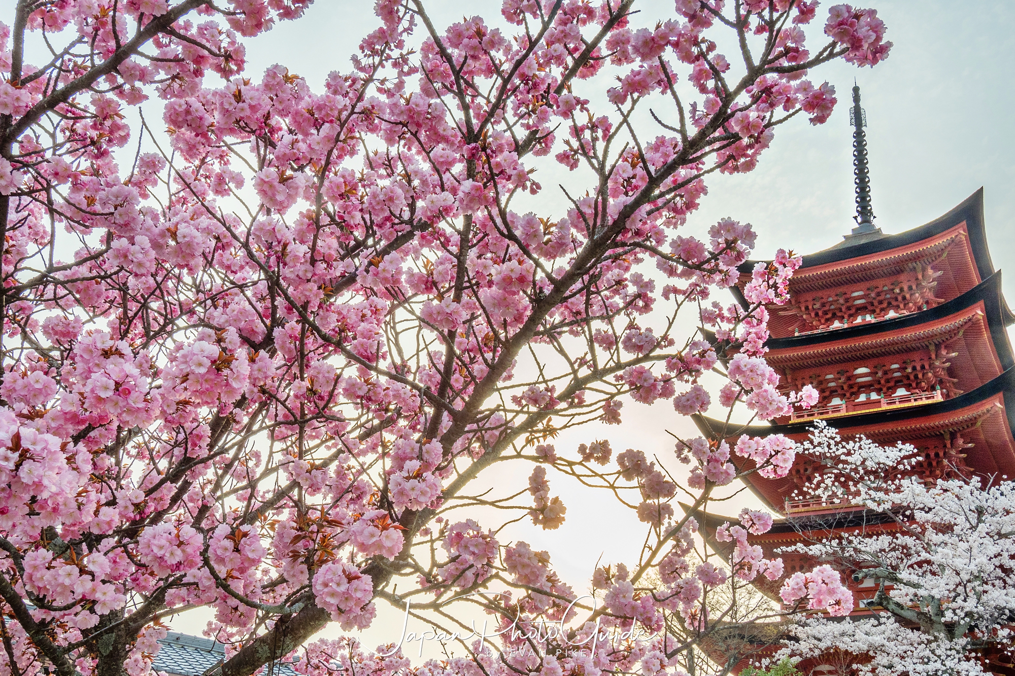 Глава сакуры. Цветение Сакуры в Китае. Миядзима Сакура. Япония 19 век Сакура. Сакура символ Японии.